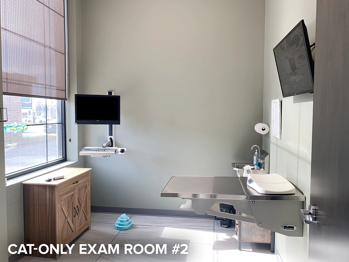 Cats-only exam room #1