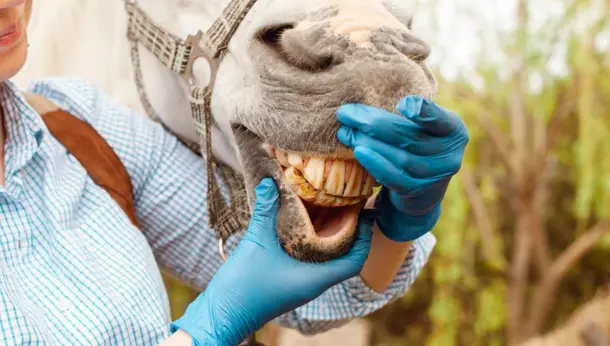 Why Does My Horse Need Their Teeth Floated?