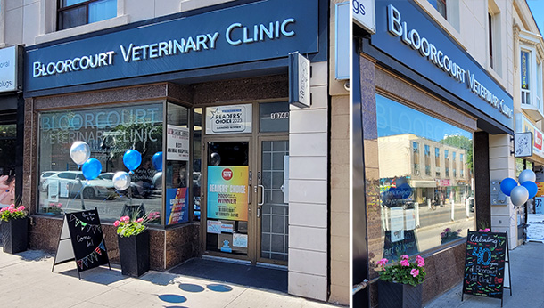 Celebrating 40 Years of Care at Bloorcourt Veterinary Clinic