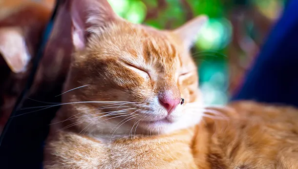 Can Mosquitoes Harm My Pet?