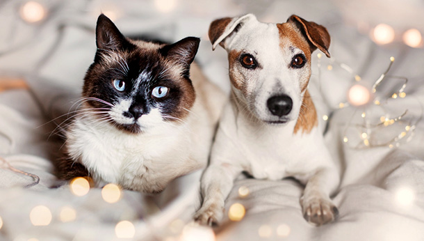 6 New Years Resolutions for Pet Parents