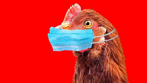 Avian Influenza in 2022