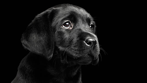 How to best photograph a black pet