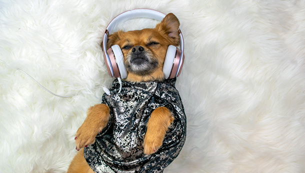 10 Great Songs About Dogs, A Compilation