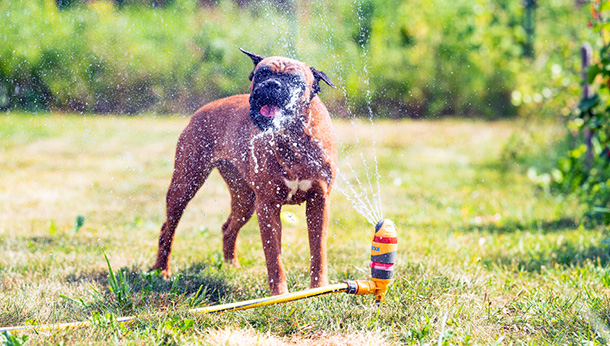 HOW TO KEEP YOUR CANINE COOL IN THE SUMMER HEAT
