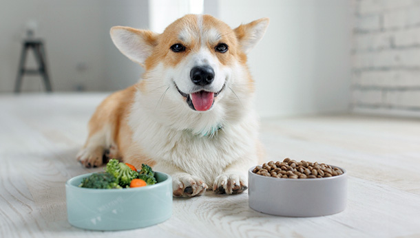 Pet Food Marketing and Alternative Diets