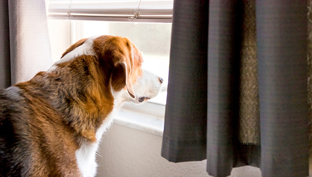 Pet Separation Anxiety, the perfect storm ahead