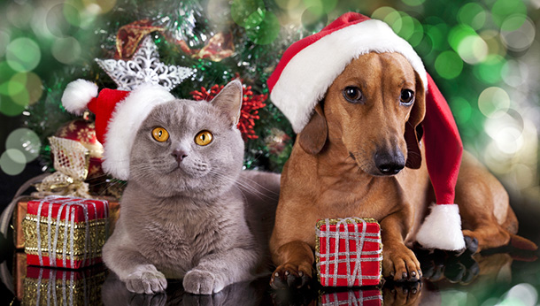 Top 5 Holiday Toxins for Pets