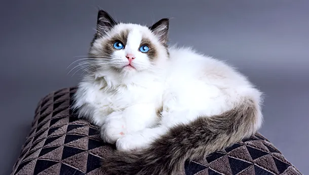 Cat Breed of the Month - Ragdoll