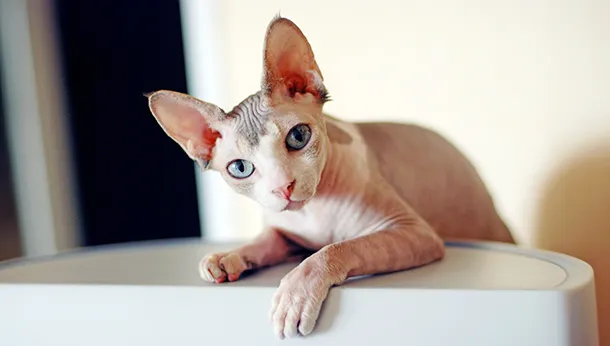 Cat Breed of the Month – Sphynx