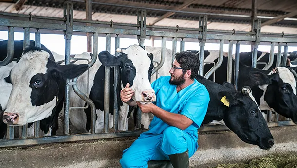 High-Tech Dairy Cattle