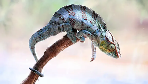 Caring for your Reptile: Chameleon Edition!