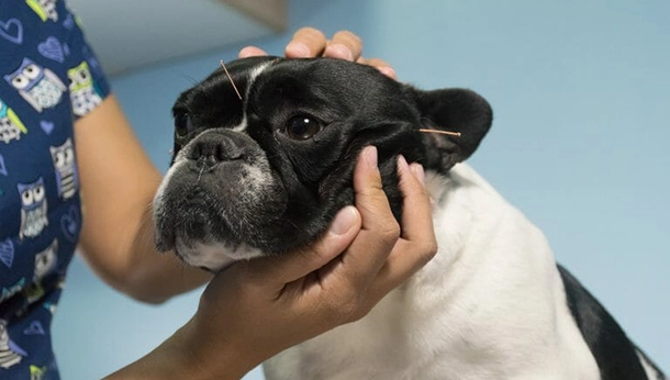 Acupuncture Therapy in Pets