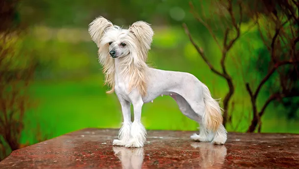 Breed of the Month – Chinese Crested