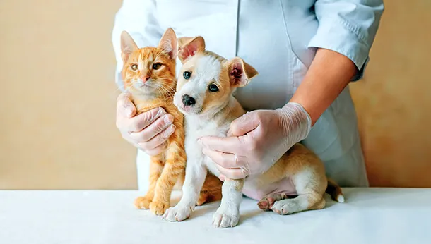 Importance of an Annual Pet Exam