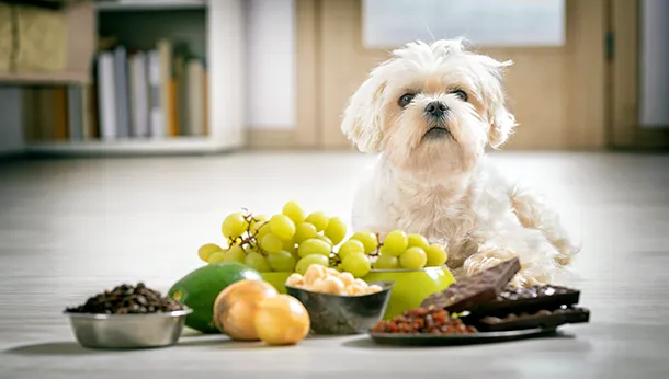 Human Food – Which are toxic to our pets? 