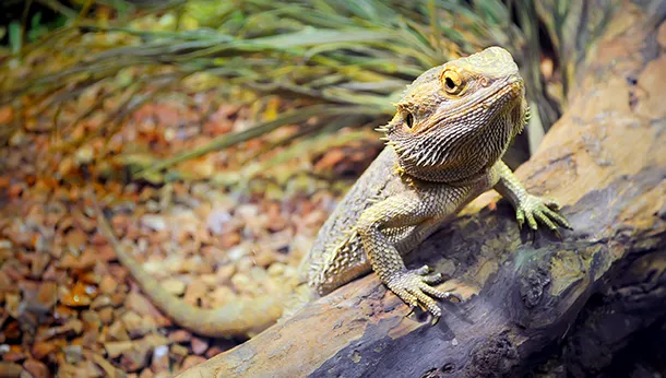 Caring for your Bearded Dragon reptile