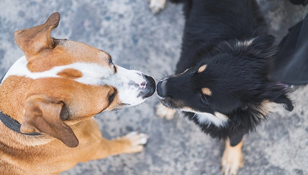 10 Odd Dog Behaviours Explained