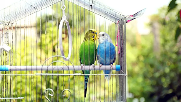 Bird Enclosures