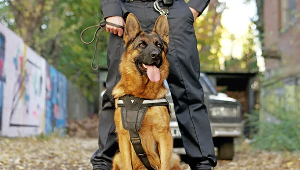 Keeping Canine Police Officers Healthy