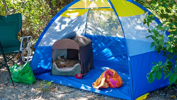 Camping with Your Pet
