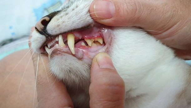 Oral Tumors in Cats