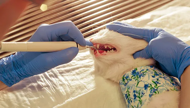 Dental Disease in Cats