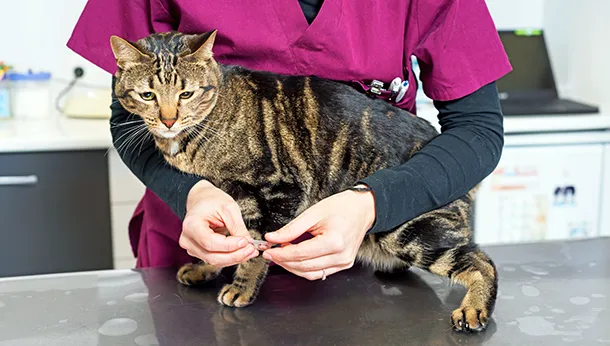 Deworming/Parasite Prevention in Your Cat