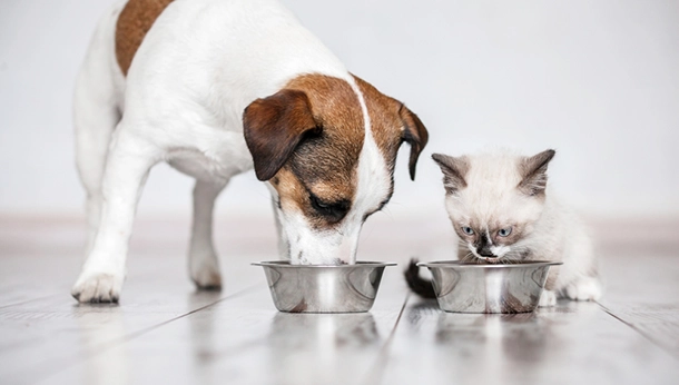 Leave It Alone! Top Food Toxins in Pets