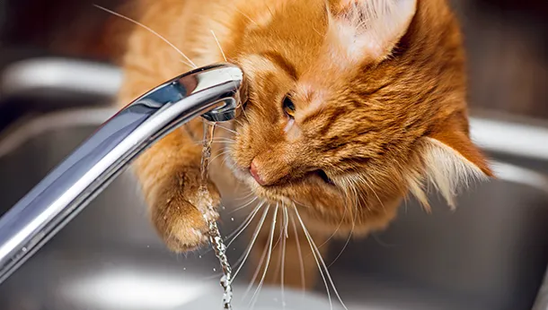How to Increase Water Intake in Your Cat