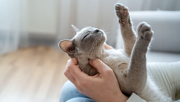 Reducing Your Cat’s Stress