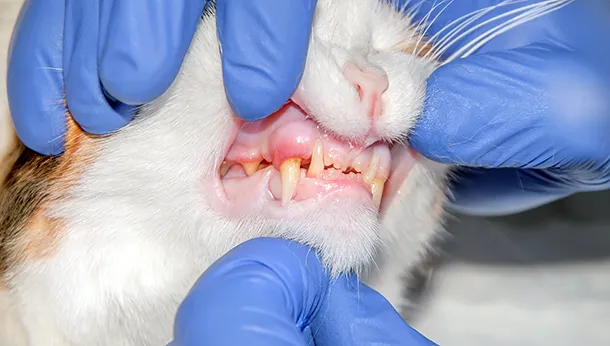 Stomatitis in Cats