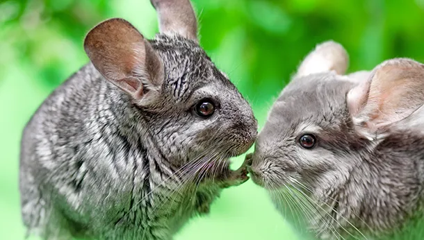 Chinchillas 101- All You Need to Know About Your Fluffy Friends