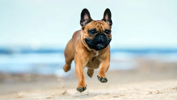 French Bulldogs and the Health Problems They Come With
