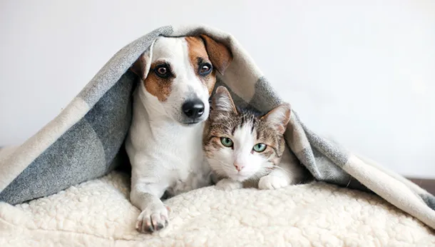 Tips For Caring For Your Pet This Winter