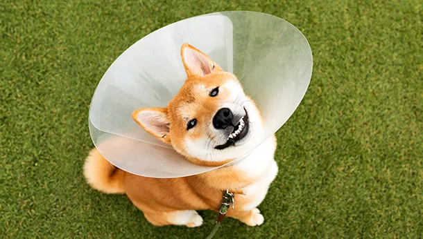 Does My Pet Really Need to Wear the Cone?