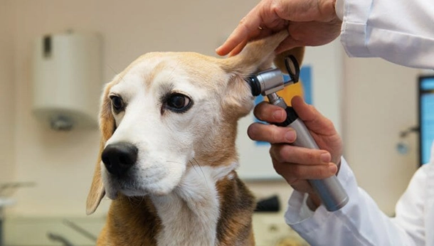 5 Things Your Dog Thinks About in an Exam Room
