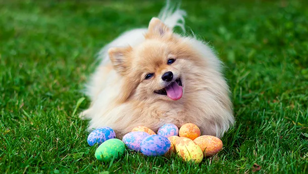 Easter Pet Poisons: Grass & Chocolate