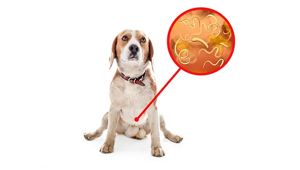 Why Does Your Pet Need an Annual Fecal?