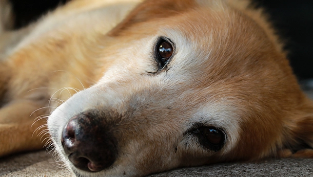Overcoming Being Overwhelmed, How to Cope With Your Pet’s Illness