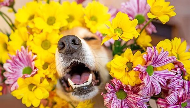 Does Your Dog have Environmental Allergies?