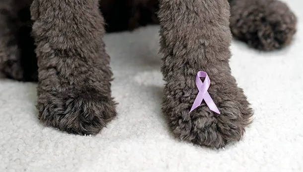 A Vet’s “Tail” about Cancer in her Canine Best Friend