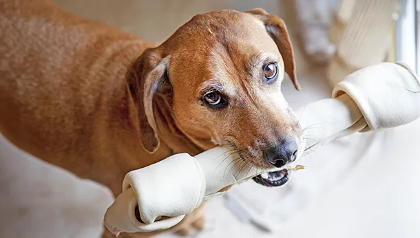 Is Rawhide Bad for My Pet?