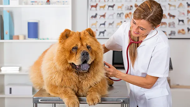 The Importance of the Veterinary Technician