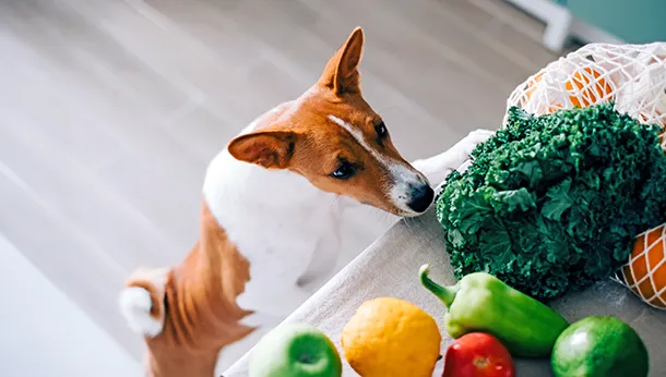 Can I Give My Pet Vegetables?