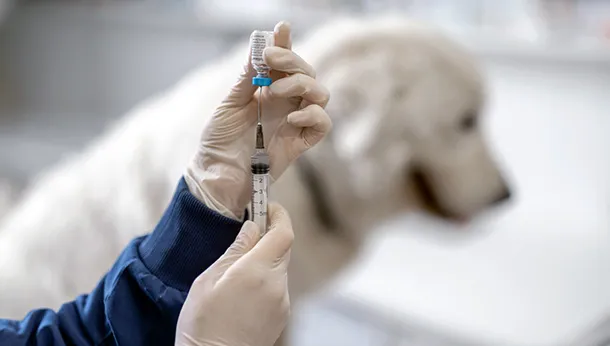 Understanding rabies and vaccines