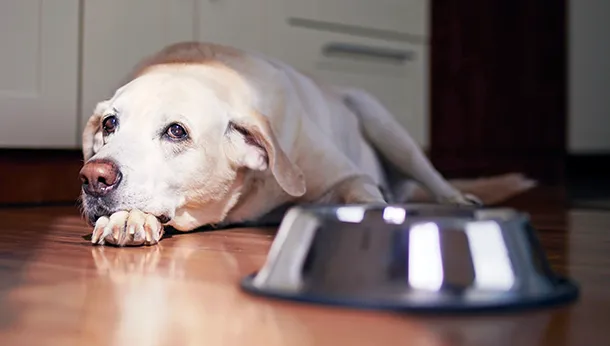 What is Different about Senior Dog Food?