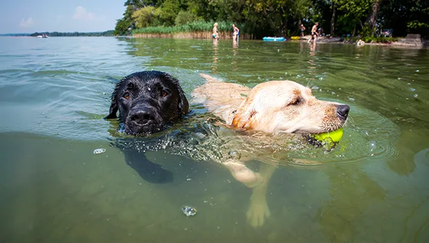 Can My Dog Swim?