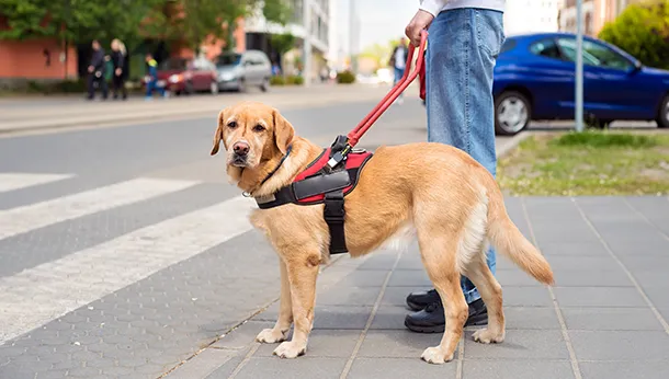 What You Need to Know About Guide Dogs
