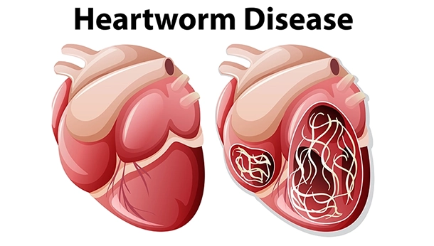 Information on Heartworm Preventives